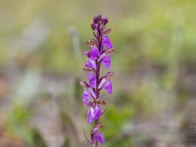 orchis spitzelii 3