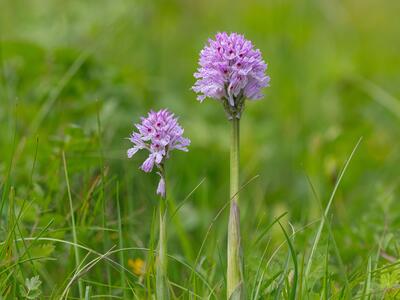 orchis tridentata