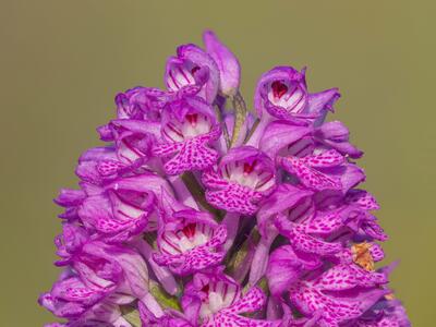 orchis tridentata detail