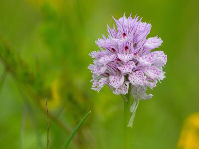 orchis tridentata weiss