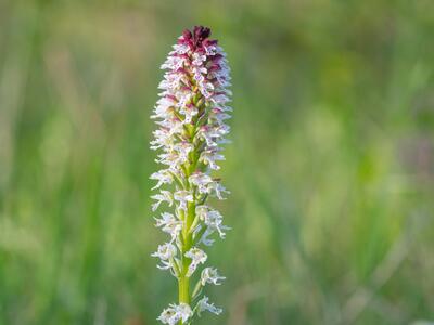 orchis ustulata ssp aestivalis