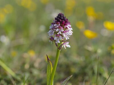 orchis ustulata ssp ustulata