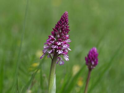 orchis x hybrida