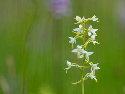 platanthera bifolia ssp bifolia