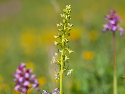 platanthera bifolia ssp bifolia habitus