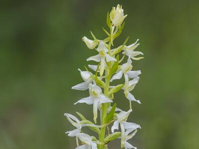 platanthera bifolia ssp latiflora