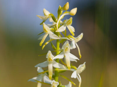 platanthera chlorantha