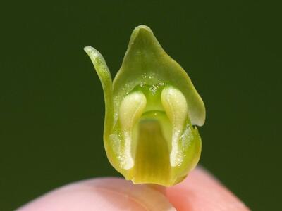 platanthera chlorantha faecher