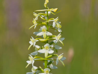 platanthera chlorantha var