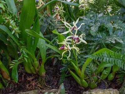 sobralia lucasiana