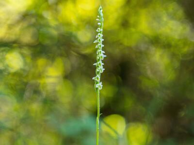 spiranthes spiralis