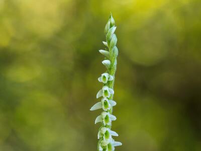 spiranthes spiralis detail