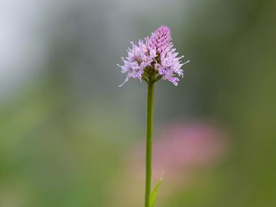 traunsteinera globosa