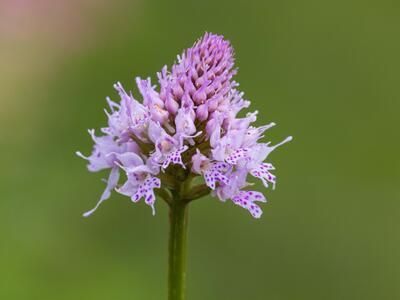 traunsteinera globosa detail