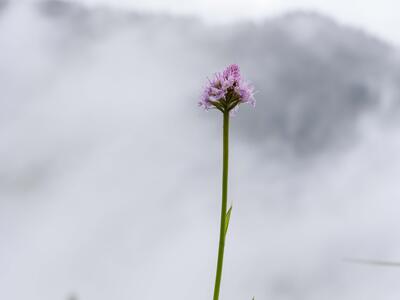 traunsteinera globosa habitus
