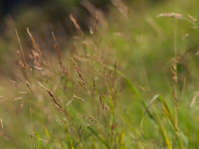 agrostis agrostifolia