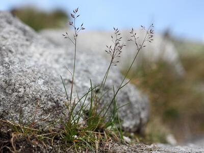 agrostis alpina