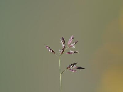 agrostis alpina detail