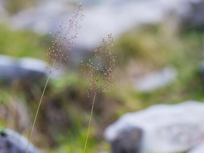 agrostis canina