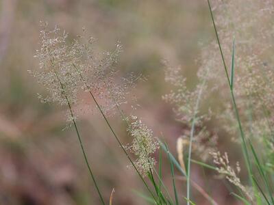 agrostis capillaris