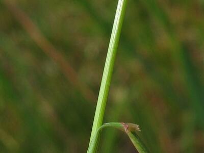 agrostis capillaris blatt