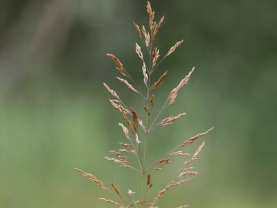 agrostis gigantea