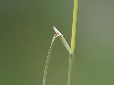 agrostis gigantea ligula