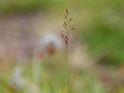 agrostis mertensii