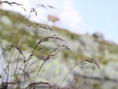 agrostis rupestris