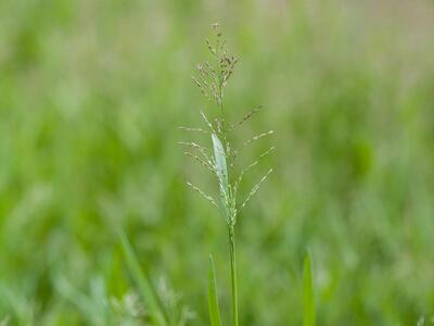 agrostis stolonifera