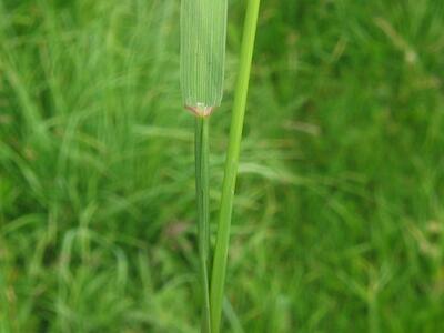 agrostis stolonifera blatt