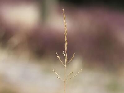 agrostis vinealis