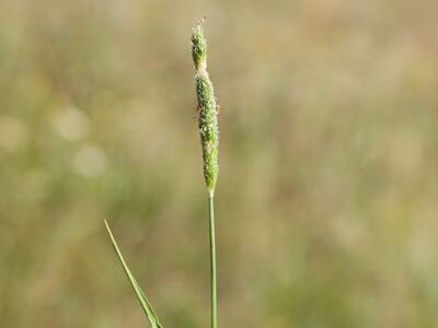 alopecurus aequalis