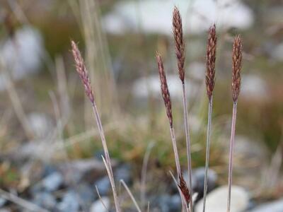 alopecurus pratensis ssp alpestris