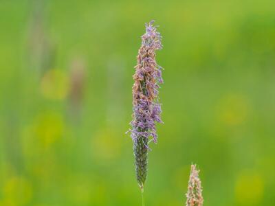 alopecurus pratensis ssp pratensis