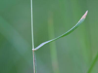 anthoxanthum aristatum blatt