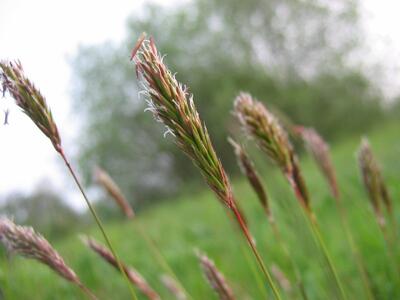 anthoxanthum odoratum