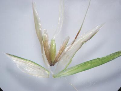 anthoxanthum odoratum aehrchen detail