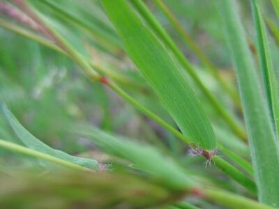 anthoxanthum odoratum blatt