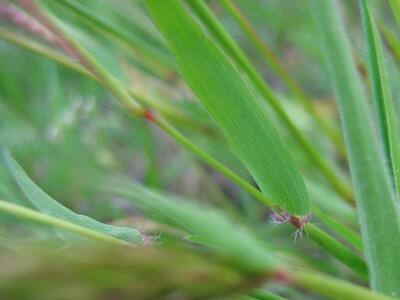 anthoxanthum odoratum blatt