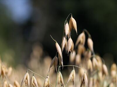 avena sativa