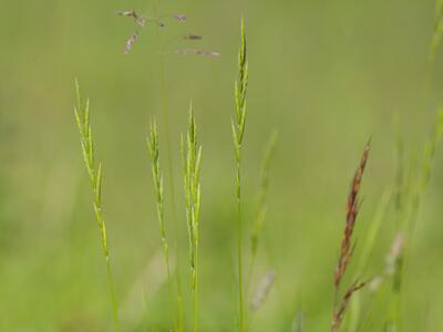 brachypodium pinnatum