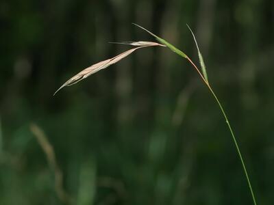 brachypodium sylvaticum