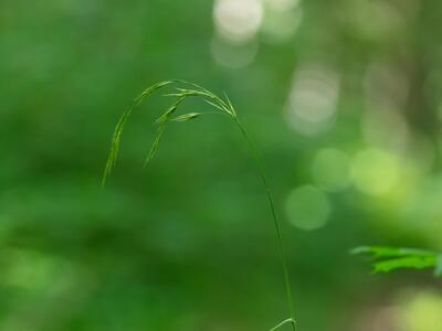 bromus benekenii