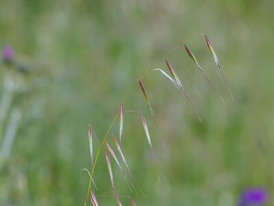 bromus diandrus