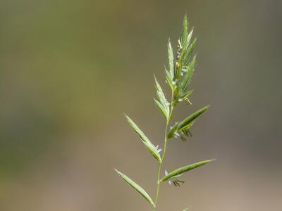 bromus erectus