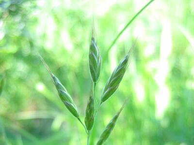 bromus hordeaceus