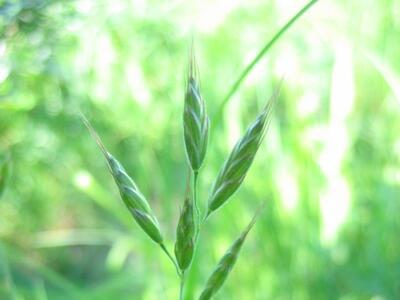 bromus hordeaceus