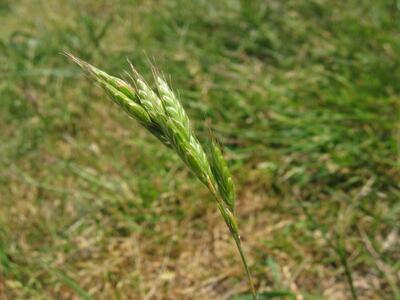 bromus hordeaceus2