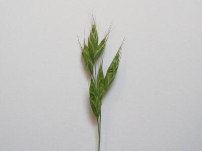 bromus hordeaceus aehre